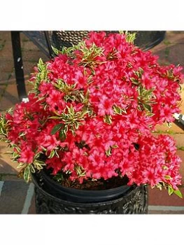 Rhododendron 'Bollywood' 3L