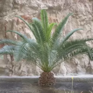 YouGarden Pair of Hardy Phoenix Palms