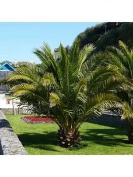 Pair Of Hardy Phoenix Palm Trees 80-100Cm Tall 15Cm Potted Plants