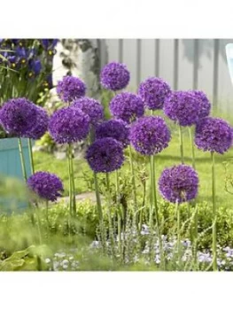 Allium 'Purple Sensation' Bulbs X 35