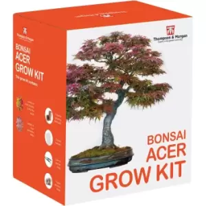 Thompson & Morgan Bonsai Acer Growing Kit x 1