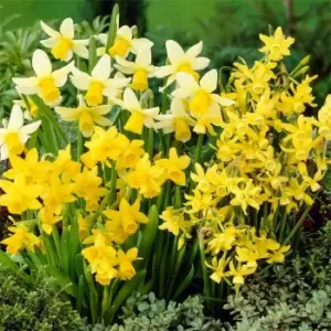 YouGarden Narcissus Miniature Mixed 35 bulbs size 8/10 - Brown