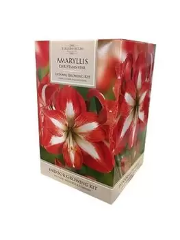 Amaryllis Gift Pack - Christmas Star